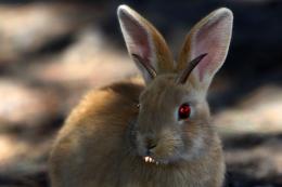 Rabbit from Hell